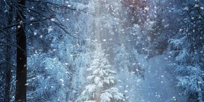 800x1280 800x1280 Forest Winter Snow Nexus 7,Samsung Galaxy Tab 10,Note