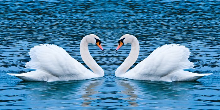3840x2160 Two Swans â ¤ 4K HD Desktop Wallpaper for â€¢ Wide & Ultra