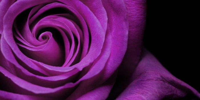 2560x1600 Purple Rose Mawar Ungu Widescreen - Royal Blue Color Wallpaper Hd