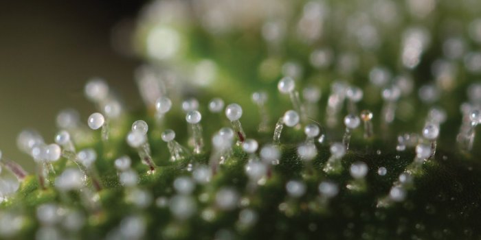 1200x800 Trichomes | Stoner Guide