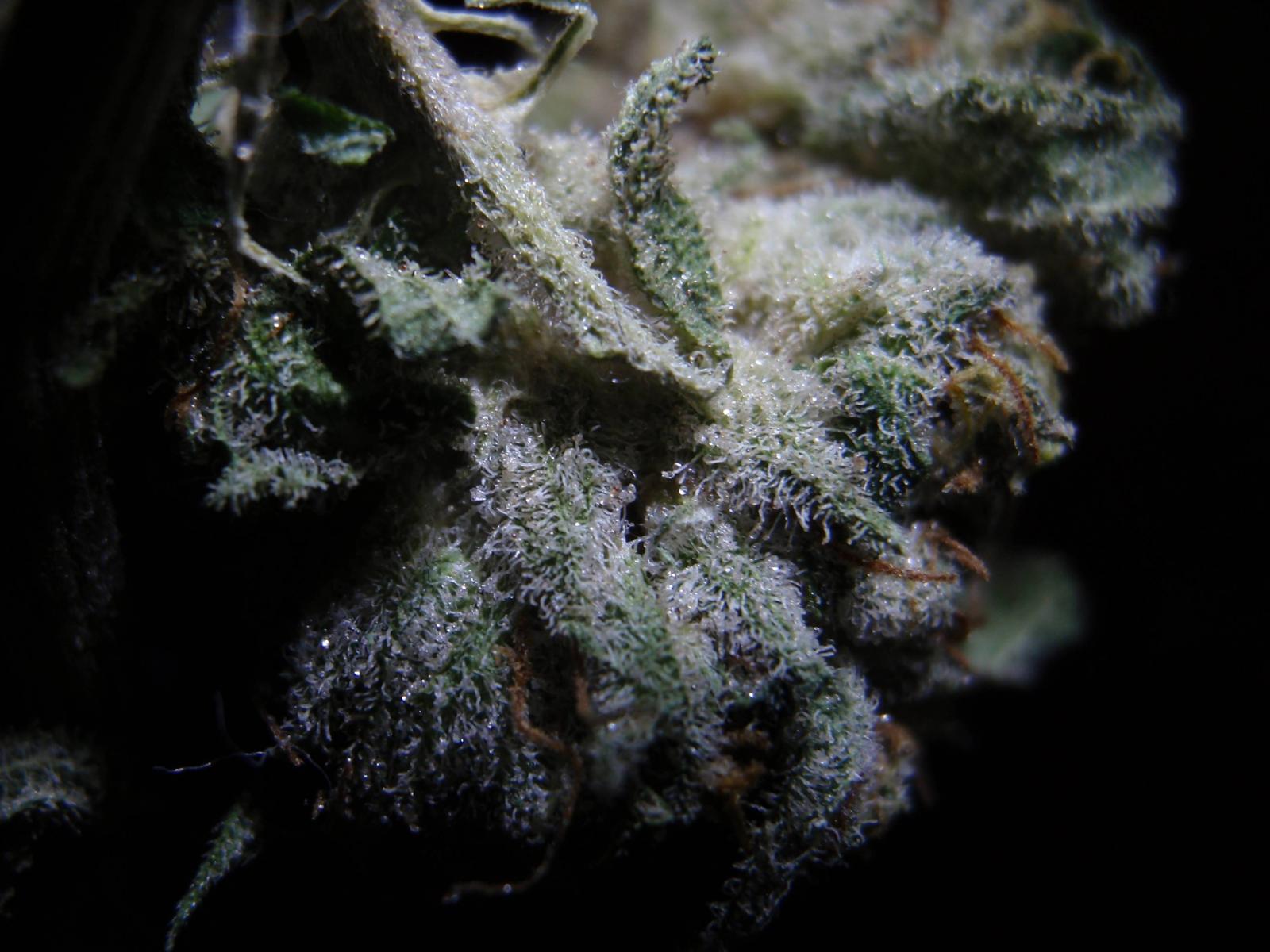 3164x2373 How to Sex Marijuana Plants - Male - Trichome Village