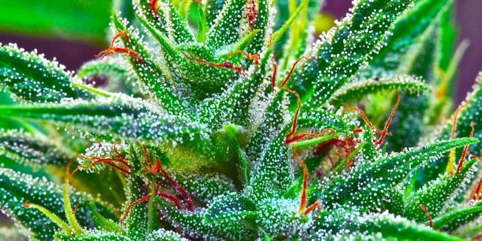 1200x900 Weed Plants Wallpapers