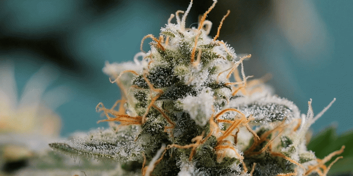 1920x1080 Cannabis bush. Trichomes. Cannabis. Marijuana closeup. Macro. Stock Video  Footage - Storyblocks Video