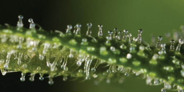 1200x800 Trichomes - THC-producing resin glands of the Cannabis plant