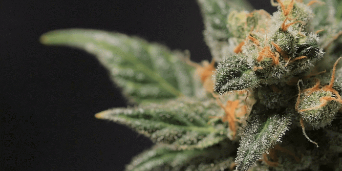 1920x1080 Cannabis bush. Trichomes. Cannabis. Marijuana closeup. Macro. Stock Video  Footage - Storyblocks Video
