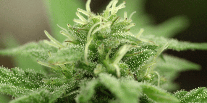 1920x1080 MACRO, DOF: Detail of flowering weed bud with visible crystals of trichomes  Stock Video Footage - Storyblocks Video