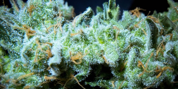 1680x1050 45+] Marijuana Wallpaper Computer on WallpaperSafari