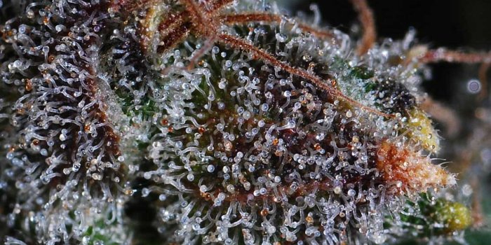 1131x913 Make Your Buds Sparkle With More Trichomes | Grow Weed Easy