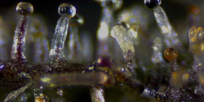 1024x768 Microscope | 420 Magazine ®