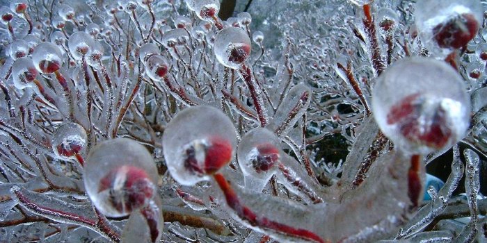 1024x768 Frozen flowers look like giant trichomes : trees