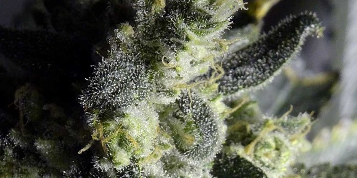 1200x831 Make Your Buds Sparkle With More Trichomes | Grow Weed Easy