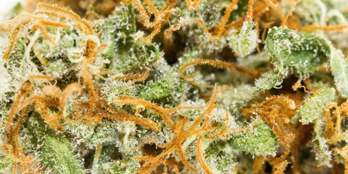 2560x1440 Fun marijuana Fact about the orange hairs aka pistils aka weed
