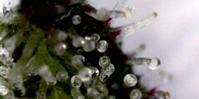1280x1024 File:Trichomes on a Cannabis Sativa Flower.jpg - Wikimedia Commons