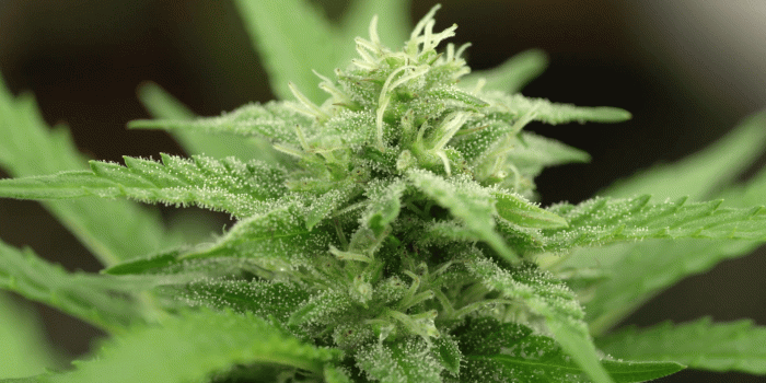 1920x1080 MACRO, DOF: Detail of flowering cannabis bud with visible crystals of  trichomes Stock Video Footage - Storyblocks Video