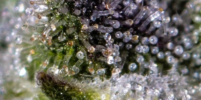 1300x1300 Everything you need to know about harvesting homegrown dagga