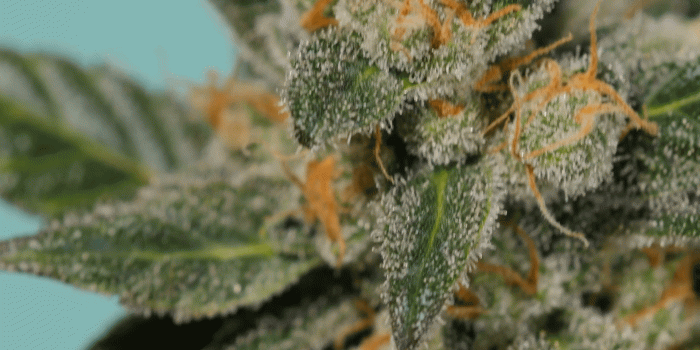 1920x1080 Cannabis bush. Trichomes. Cannabis. Marijuana close-up. Macro. Stock Video  Footage - Storyblocks Video