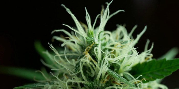 1920x1080 What's Next? Step-By-Step Guide on When to Harvest Cannabis