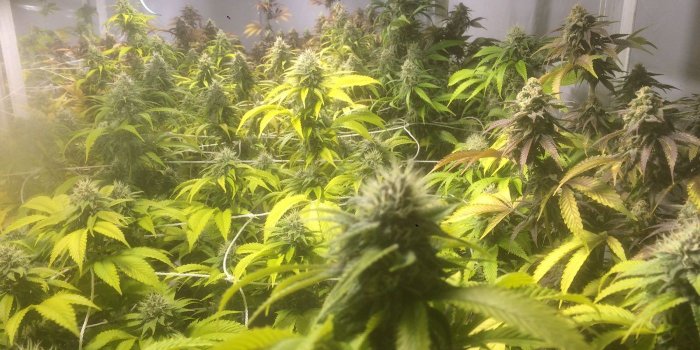 1400x1050 Cultivating Proper Trichomes - Angrybud.com | Cannabis blog