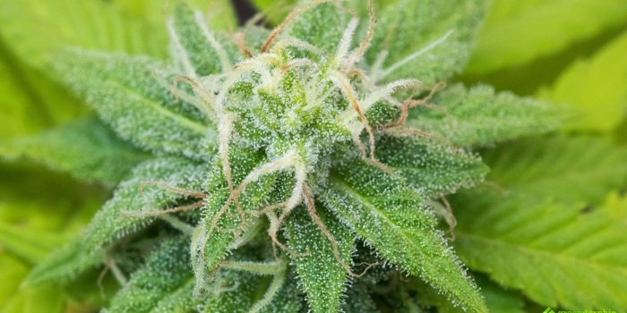 2048x1152 Cannabis-Flower-With-Trichomes | Greendorphin.com