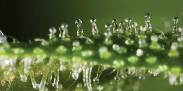 1024x768 When To Harvest Medical Marijuana – The DJ Short Theory | Growing