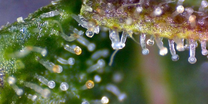 1024x768 Microscope for examining trichomes - Page 2 - Cannabis Harvesting
