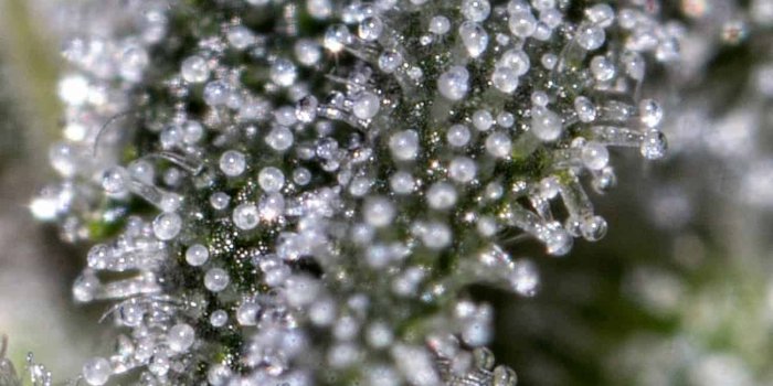 1300x1300 Everything you need to know about harvesting homegrown dagga