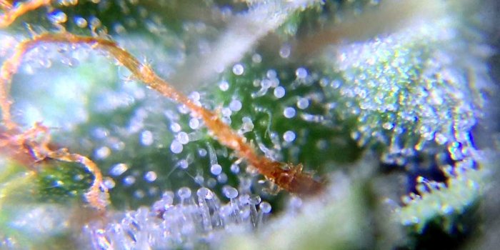 1200x900 Make Your Buds Sparkle With More Trichomes | Grow Weed Easy