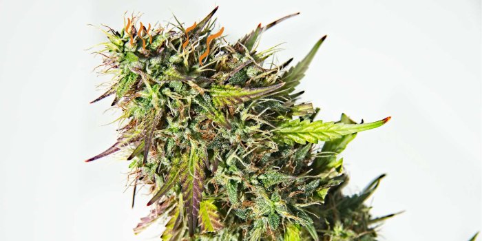 1920x1080 What Exactly are Trichomes? - Wikileaf