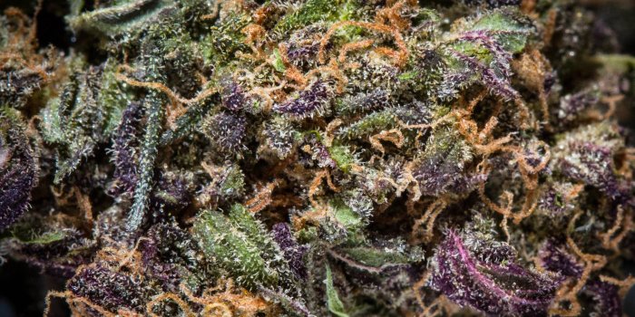 2327x1455 Macro + weed = trichome wonderland. (more in comms) : trees