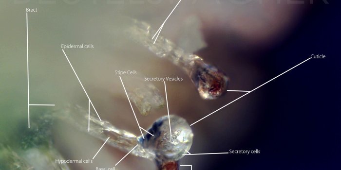 2048x1536 The Anatomy of a Trichome | herb | Cannabis, Weed, Anatomy
