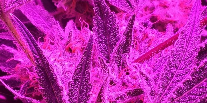 1161x2064 Incredible trichomes display on Gods Gift. Week 8 flower | Medical