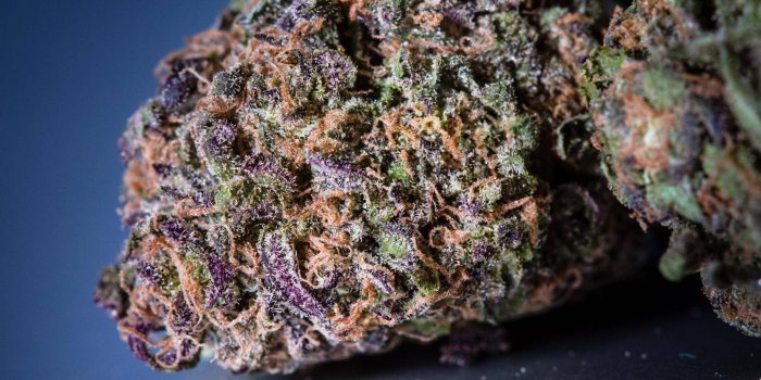 2797x1748 Macro + weed = trichome wonderland. (more in comms) : trees