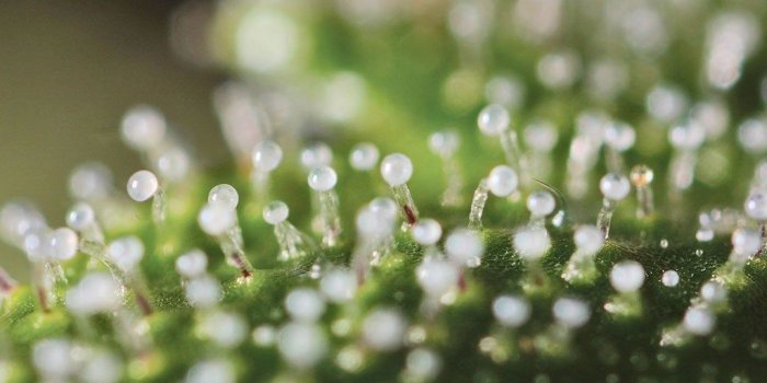 1024x768 When To Harvest Medical Marijuana – The DJ Short Theory | Growing