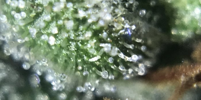 4032x3024 Cut The Crop: When To Harvest Your Cannabis Plant? - Amsterdam Genetics