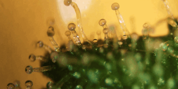 1324x648 Marijuana Under a Microscope: These ultra-close-up images might just