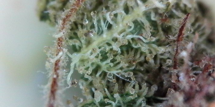1600x1200 What Science says about Cannabis Trichomes - Weed Reader