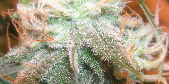 2103x1920 Genome of Marijuana Sequenced and Published | Popular Science