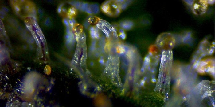 1024x768 Microscope | 420 Magazine ®