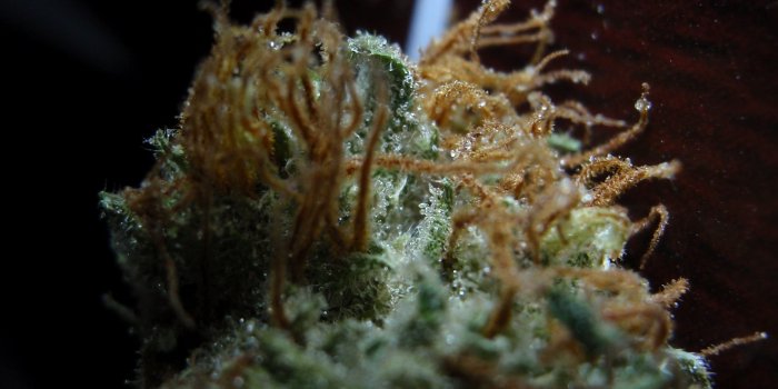 2534x1900 DANGER! Images this Crisp Can be Appalling. - Trichome Village
