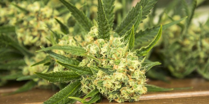 1024x768 When And How To Harvest Your Marijuana Plant – WeedSeedShop
