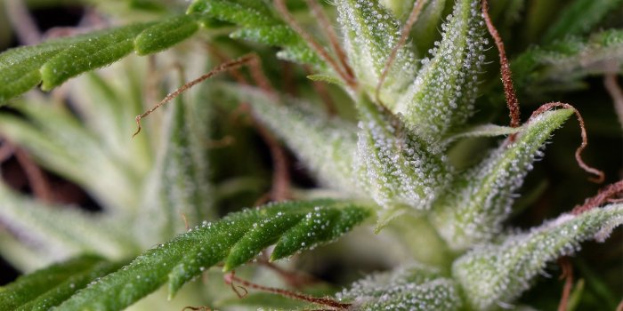 1920x1080 2888112 1920x1080 cannabis nature smoke herb wallpaper and