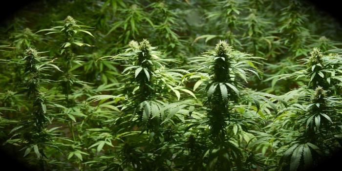 1920x1080 Weed Plants Wallpapers