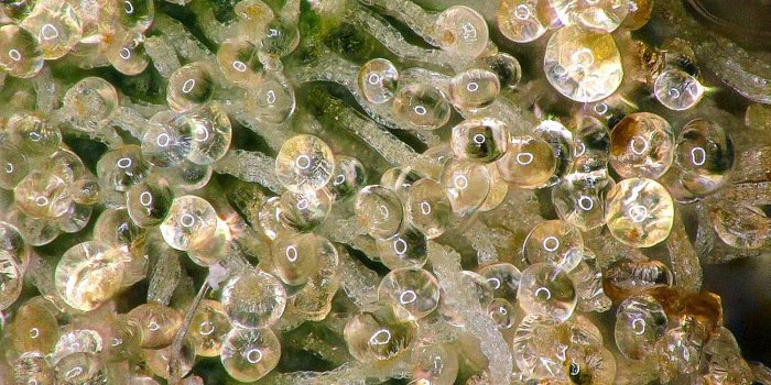 1500x1265 Trichomes under the microscope [OC] : trees