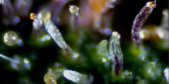 1024x768 Microscope | 420 Magazine ®