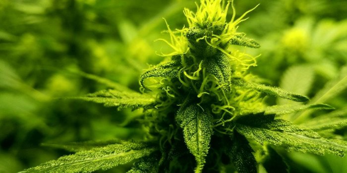 1024x768 Sundays! #grow #Canna #cannabis #Marijuana #Pot #weed #Smo…