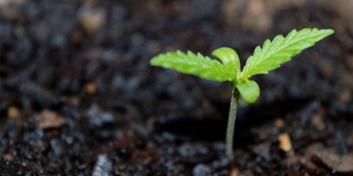 1920x1080 2888112 1920x1080 cannabis nature smoke herb wallpaper and