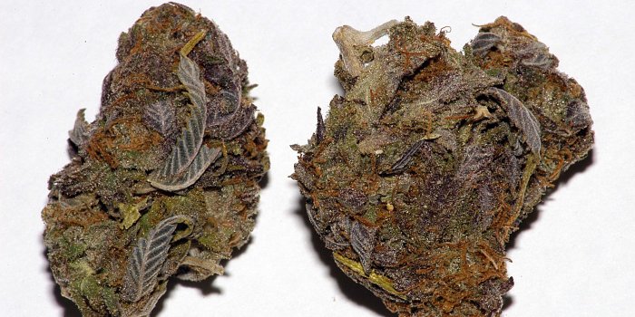 3008x2000 Yummy Purple Buds Purple Smoke Weed - WeedPad Wallpapers