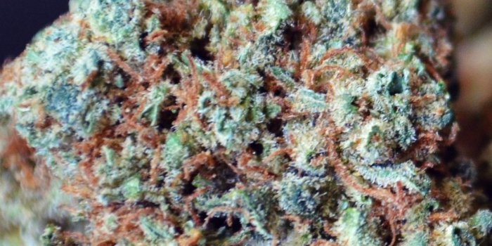 1280x2272 5 Free iPhone Marijuana Backgrounds - Cannabis Destiny