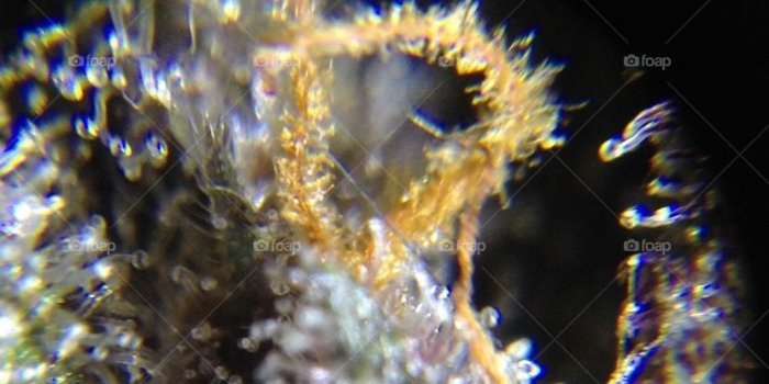 831x1280 Foap.com: Macro of Purple Pine Berry. Up close and personal look at