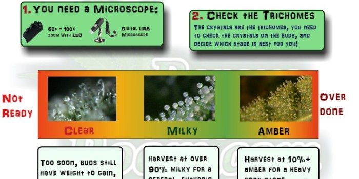 1024x768 When to Harvest a Cannabis Plant - Percys Grow Room